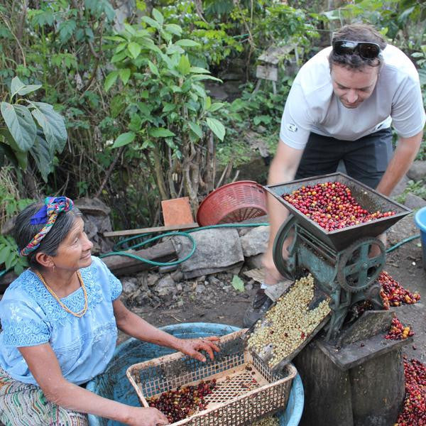 Guatemala: Guaya'b FTO (Washed) - Medium/Espresso Roast